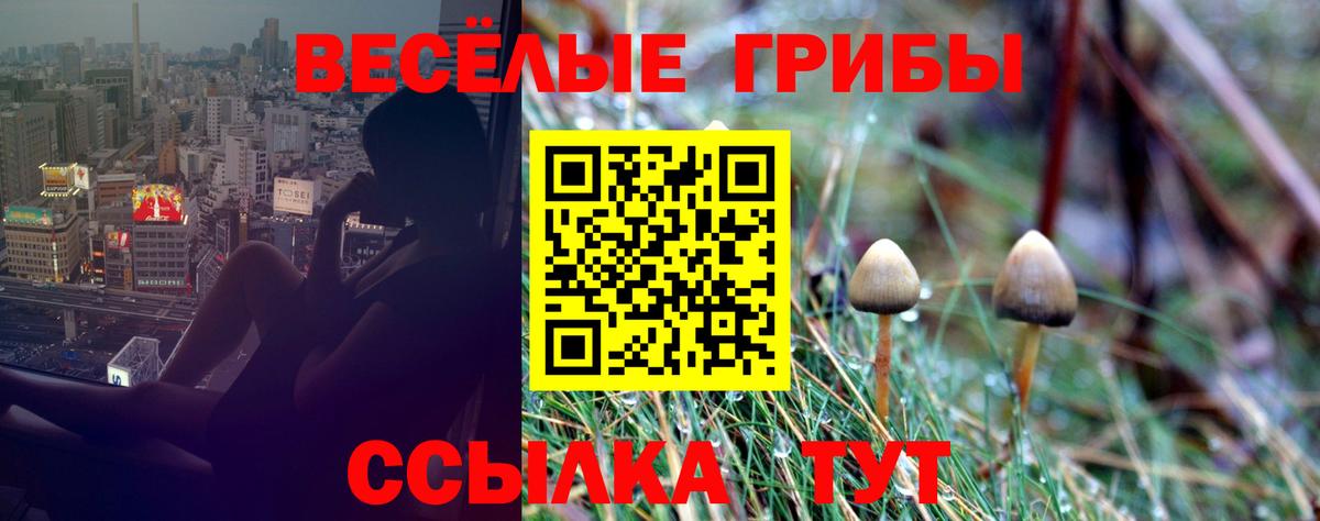 где купить наркотик  Вход с VPN  Усть-Джегута  Псилоцибиновые грибы Psilocybine cubensis 